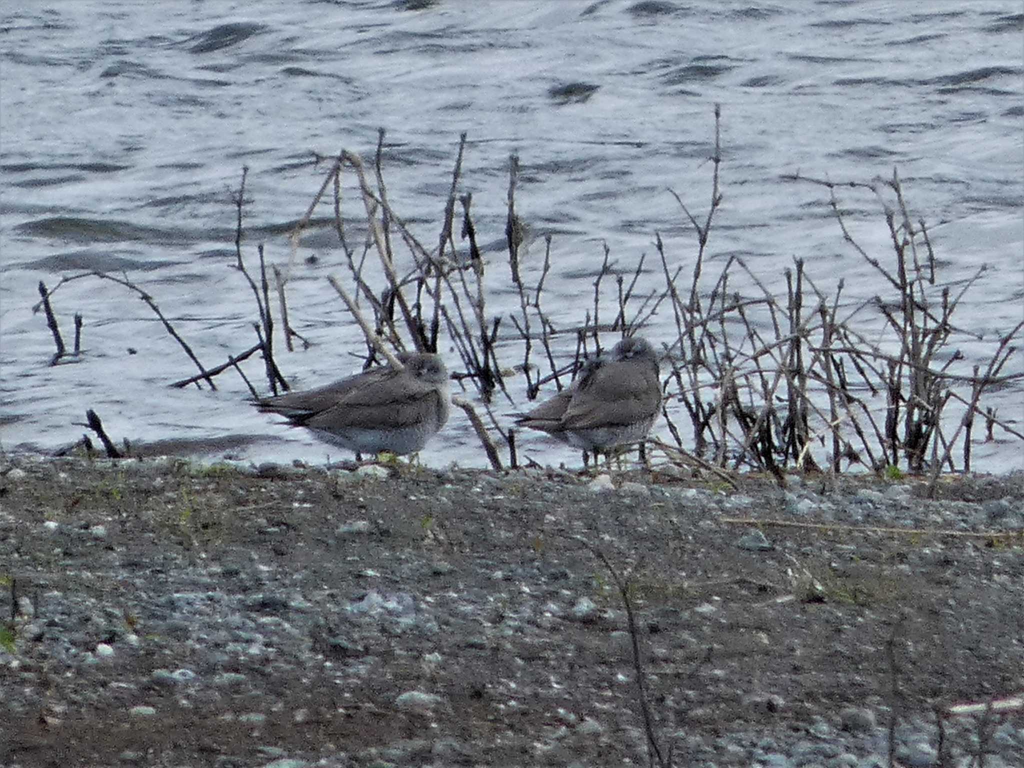 Grey-tailed Tattler