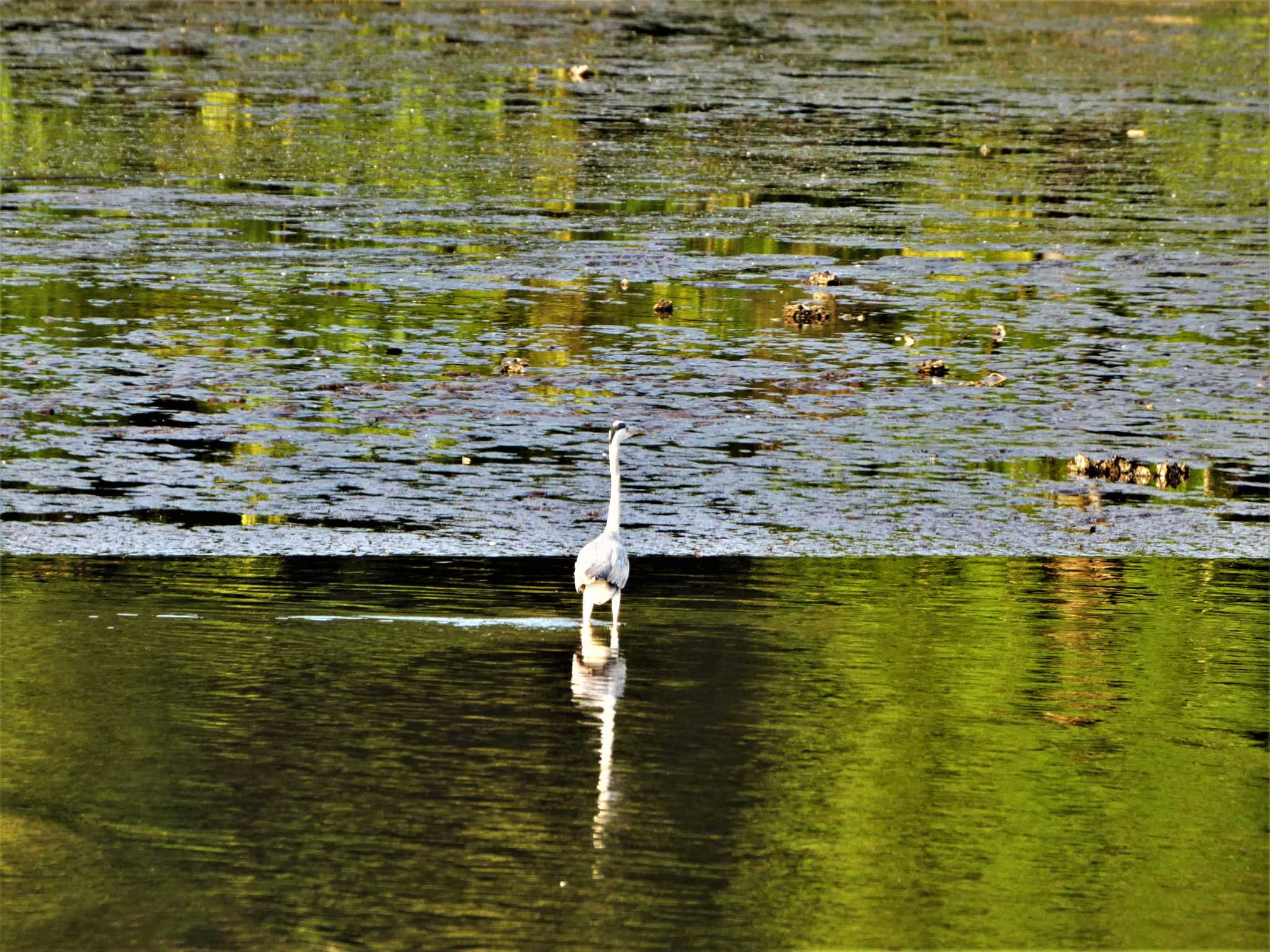 Grey Heron