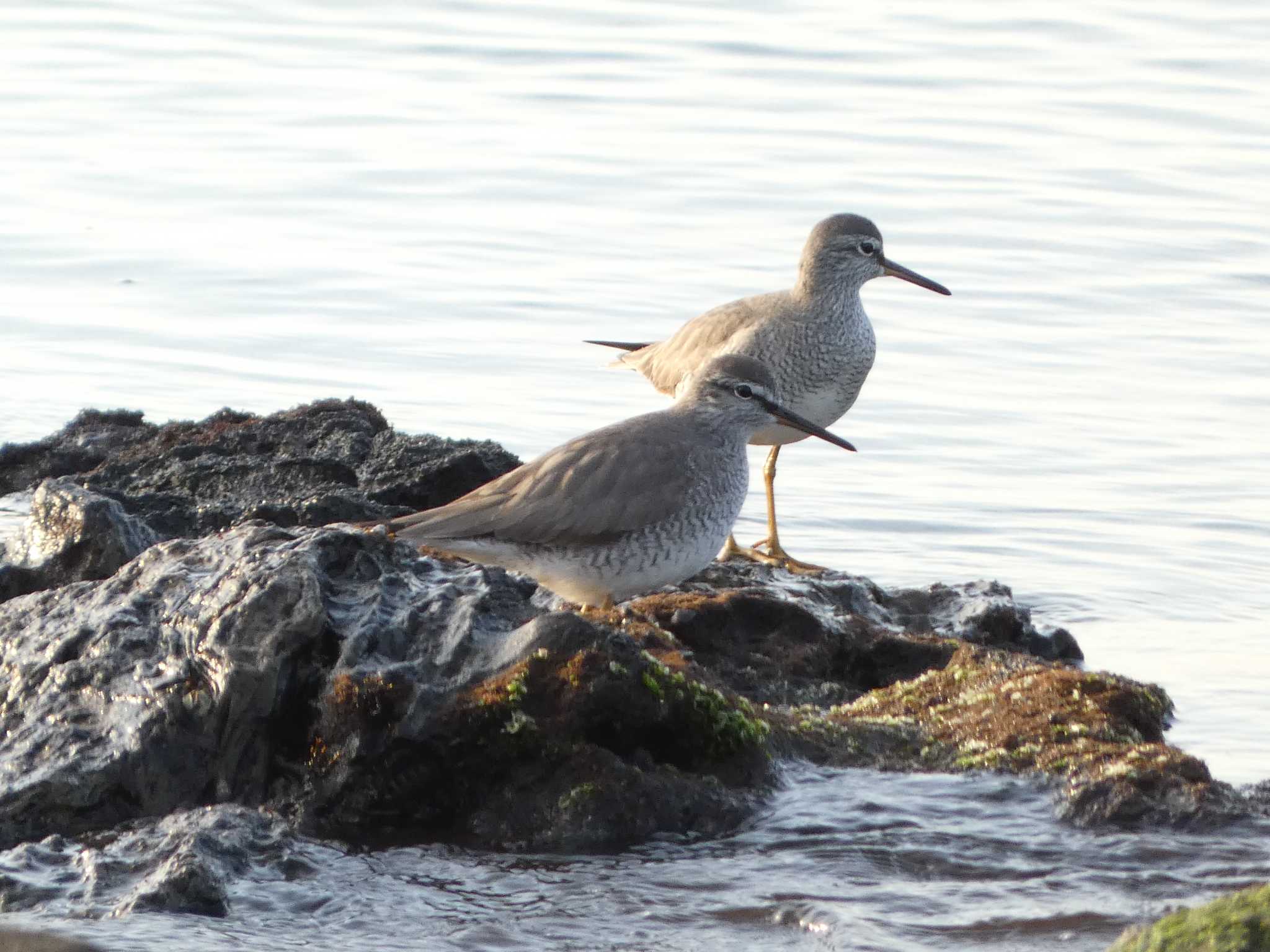 Grey-tailed Tattler