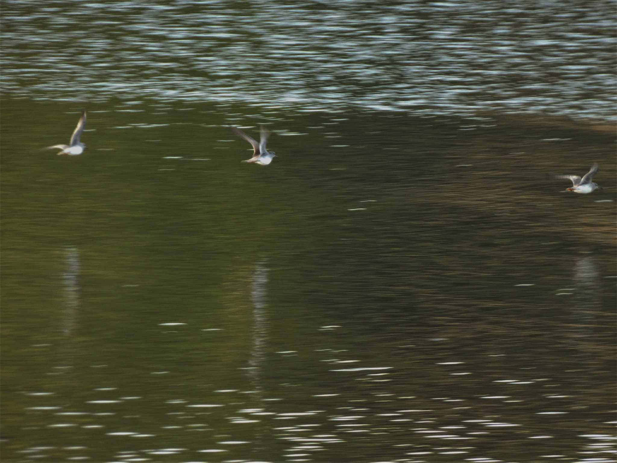 Grey-tailed Tattler