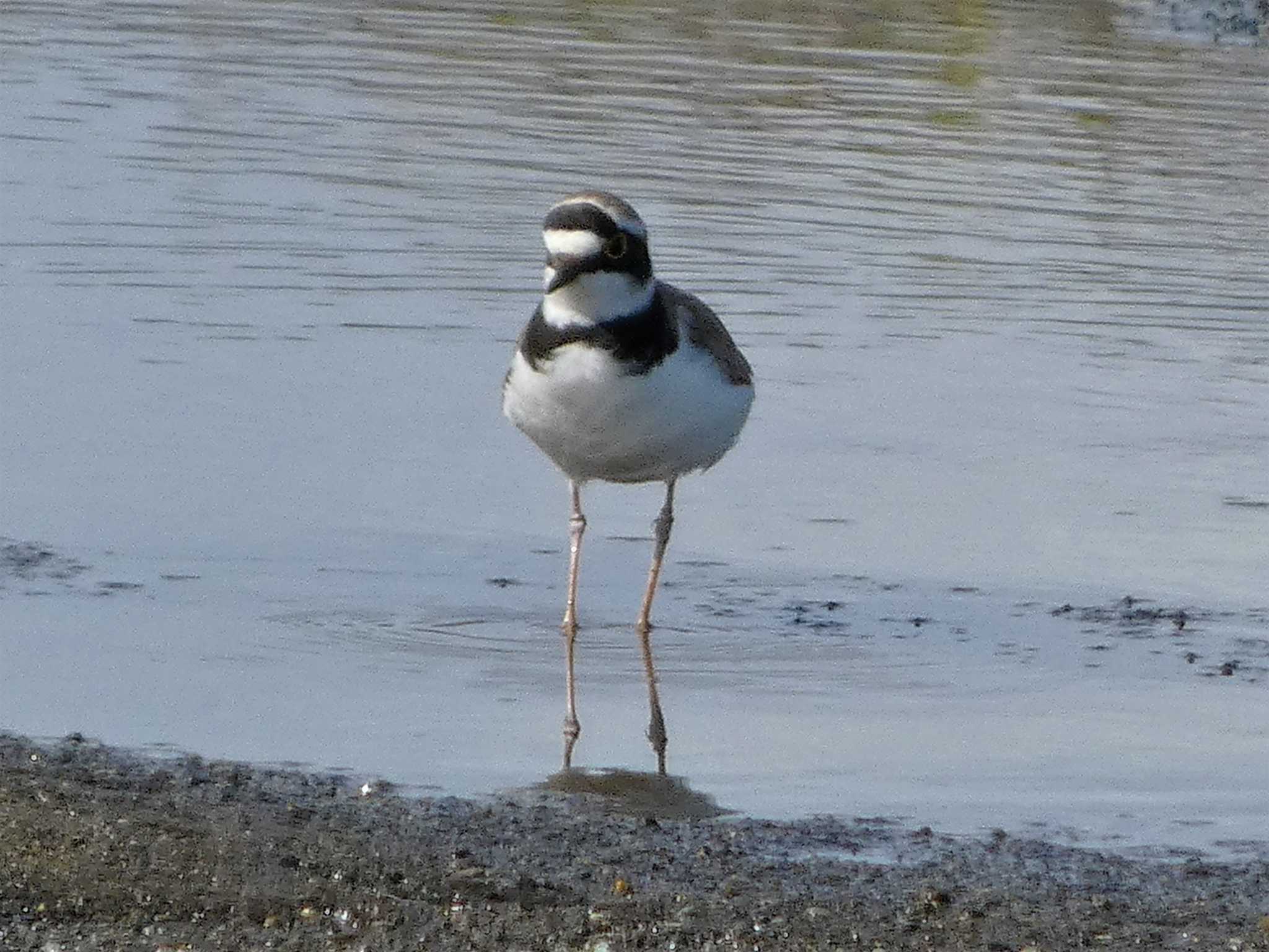 Little Ringed Plover