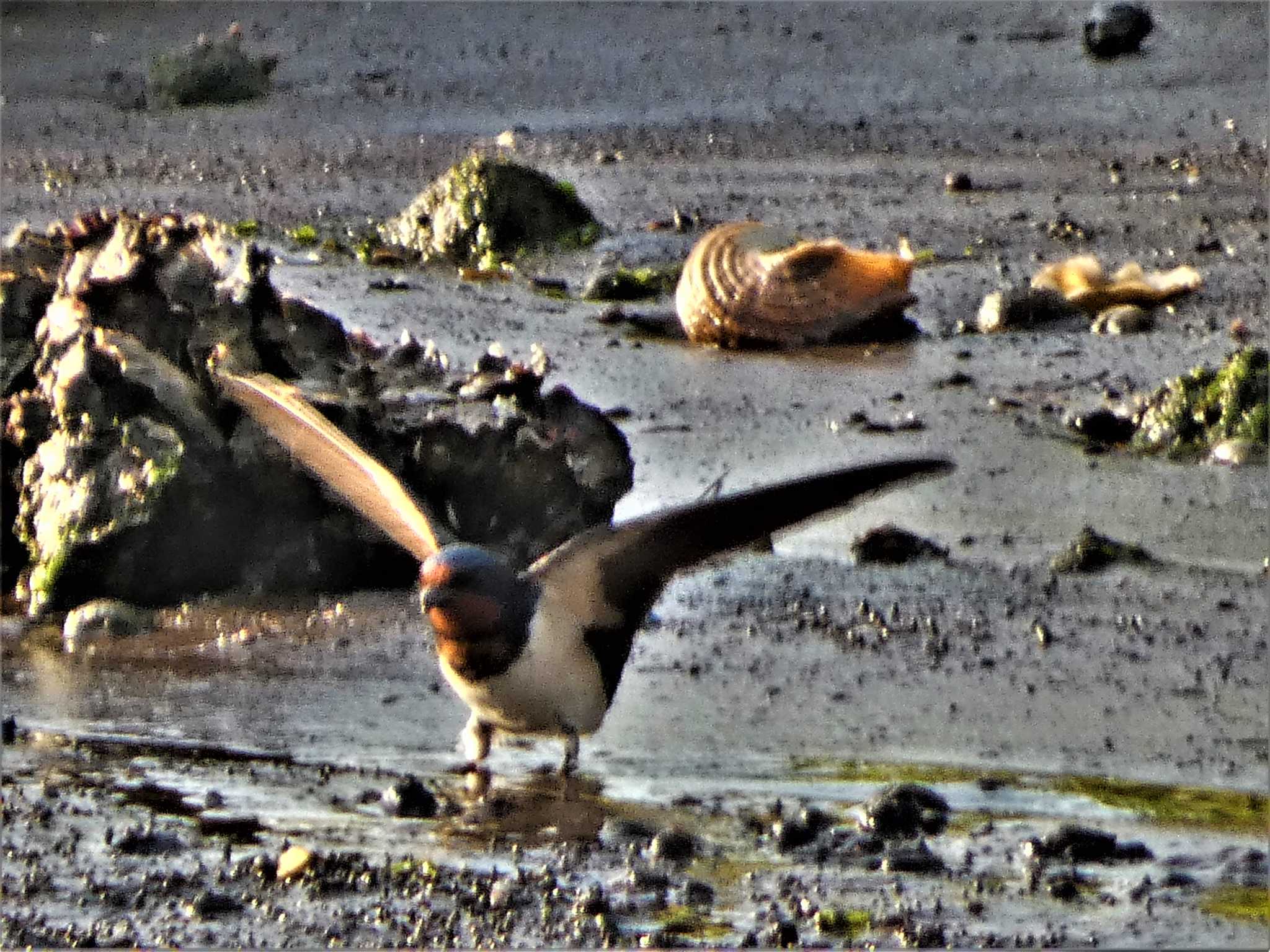 Photo of Barn Swallow at 毘沙門湾 by koshi