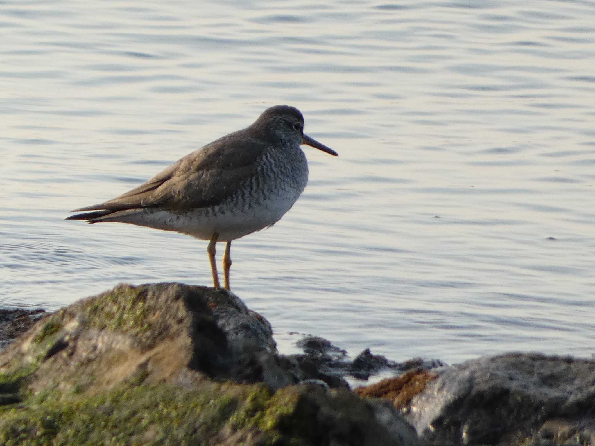 Photo of Grey-tailed Tattler at 毘沙門湾 by koshi