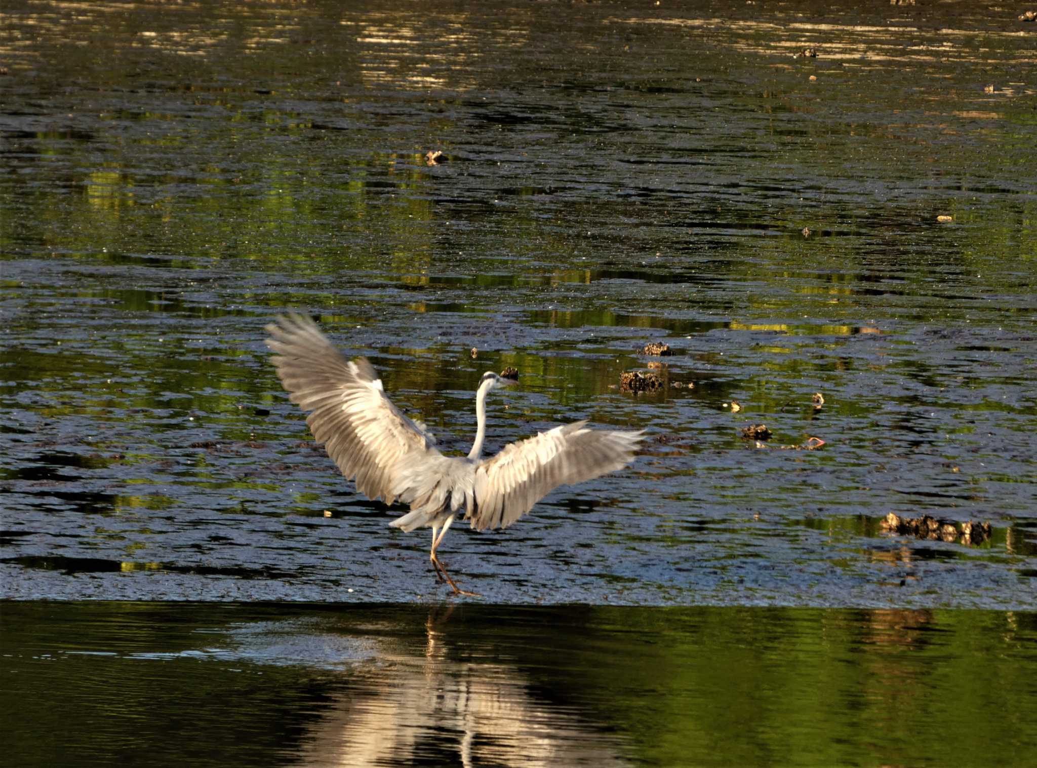 Grey Heron