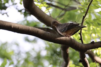 Oriental Turtle Dove 駒沢公園 Sat, 5/6/2023