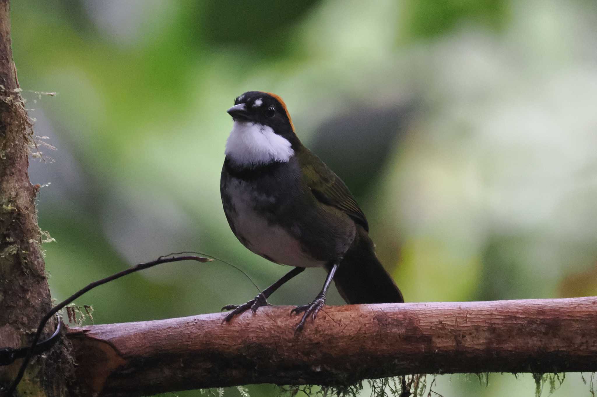 Photo of Rufous-naped Bellbird at Mindo(Ecuador) by 藤原奏冥