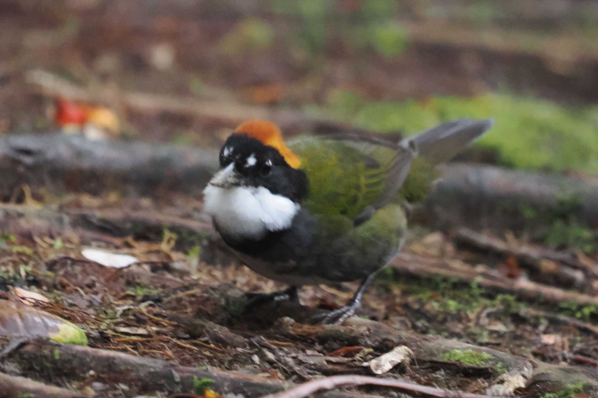 Mindo(Ecuador) アカエリモズヒタキの写真 by 藤原奏冥