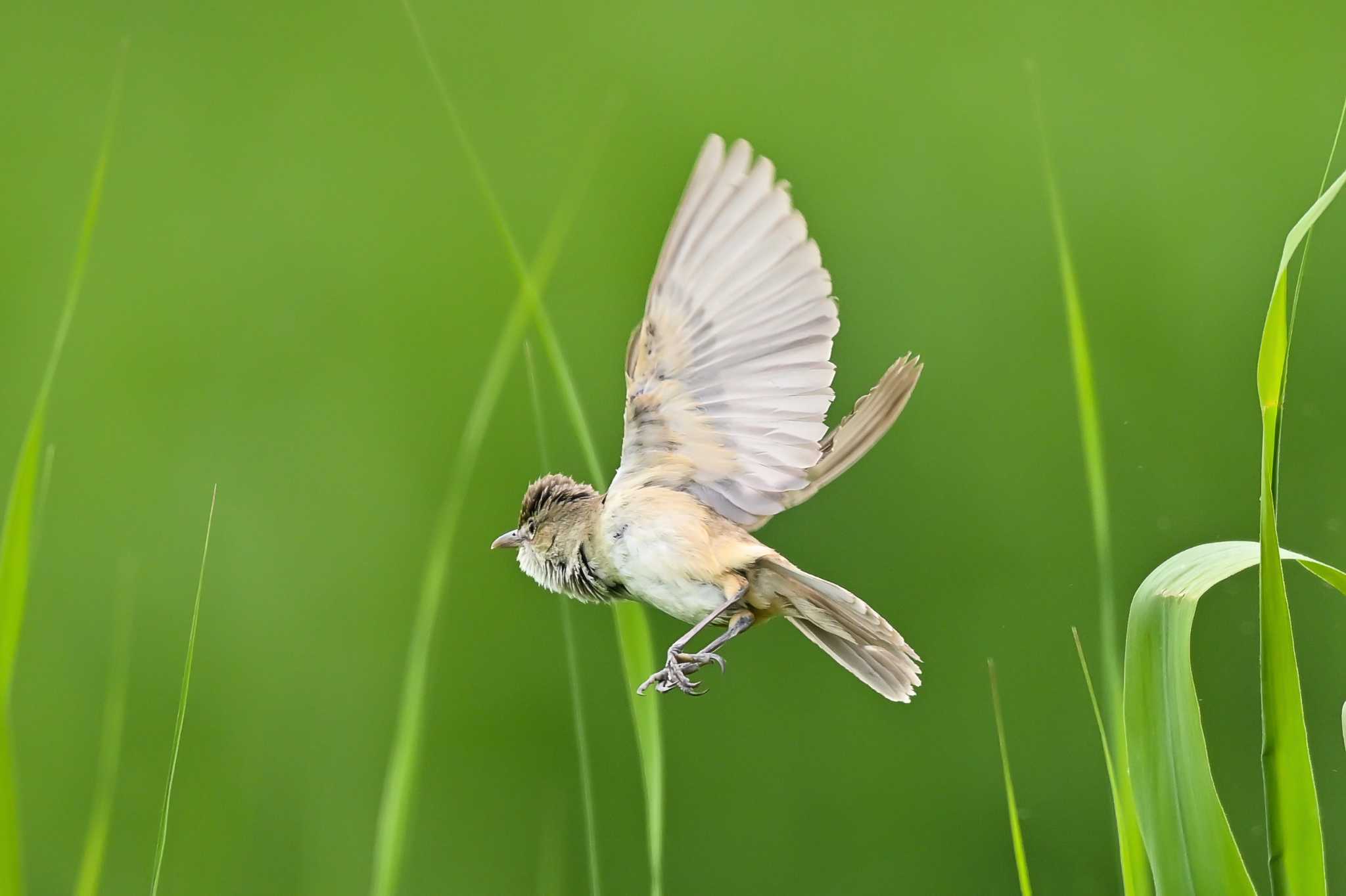 Photo of Oriental Reed Warbler at Watarase Yusuichi (Wetland) by Yokai