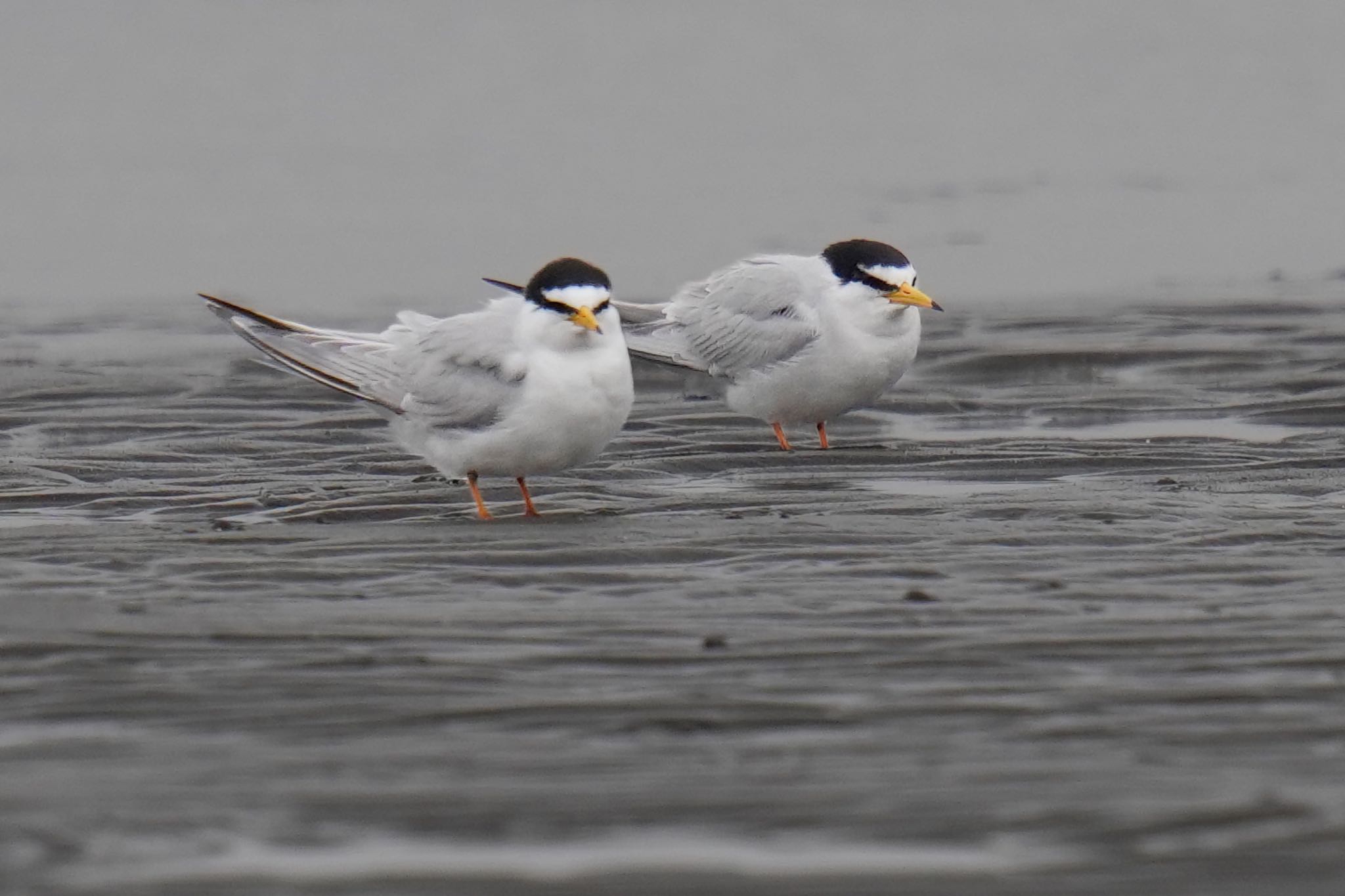 ふなばし三番瀬海浜公園 コアジサシの写真