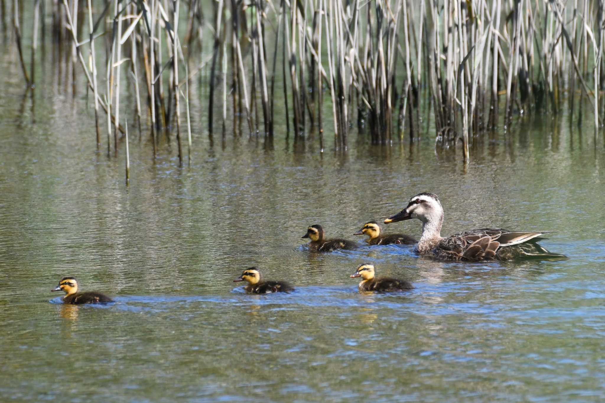 葛西臨海公園 カルガモの写真