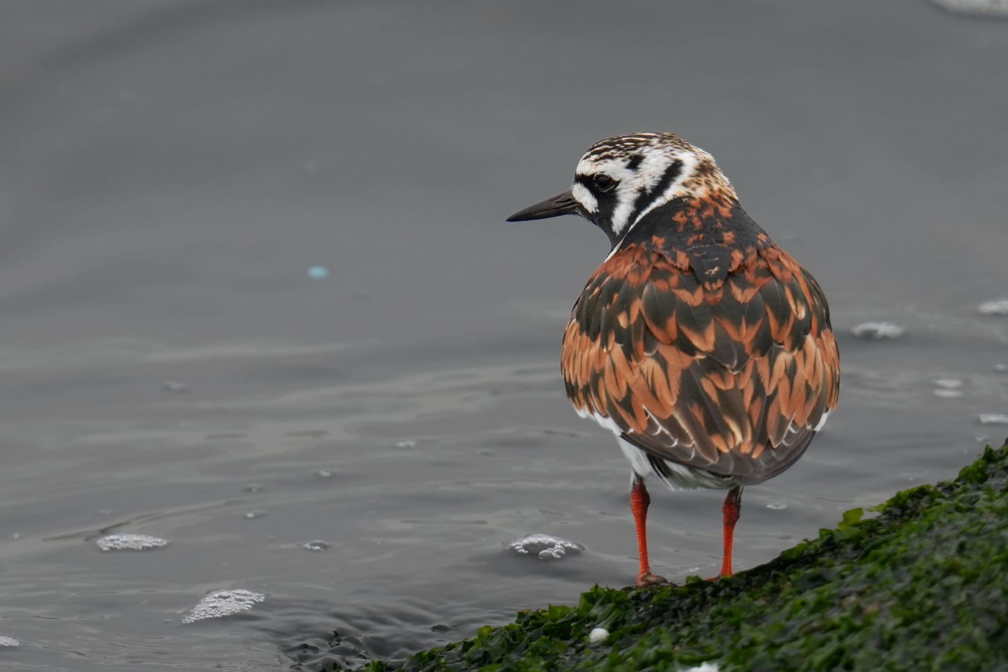 ふなばし三番瀬海浜公園 キョウジョシギの写真