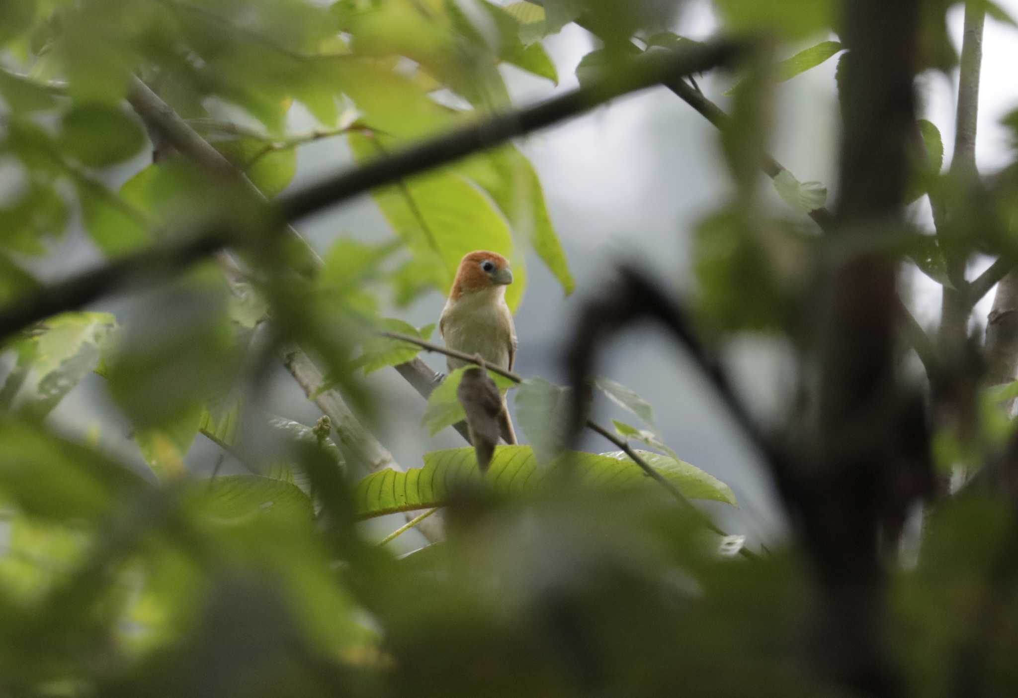 Rufous headed Parrotbill 和名無し by Nozomu 