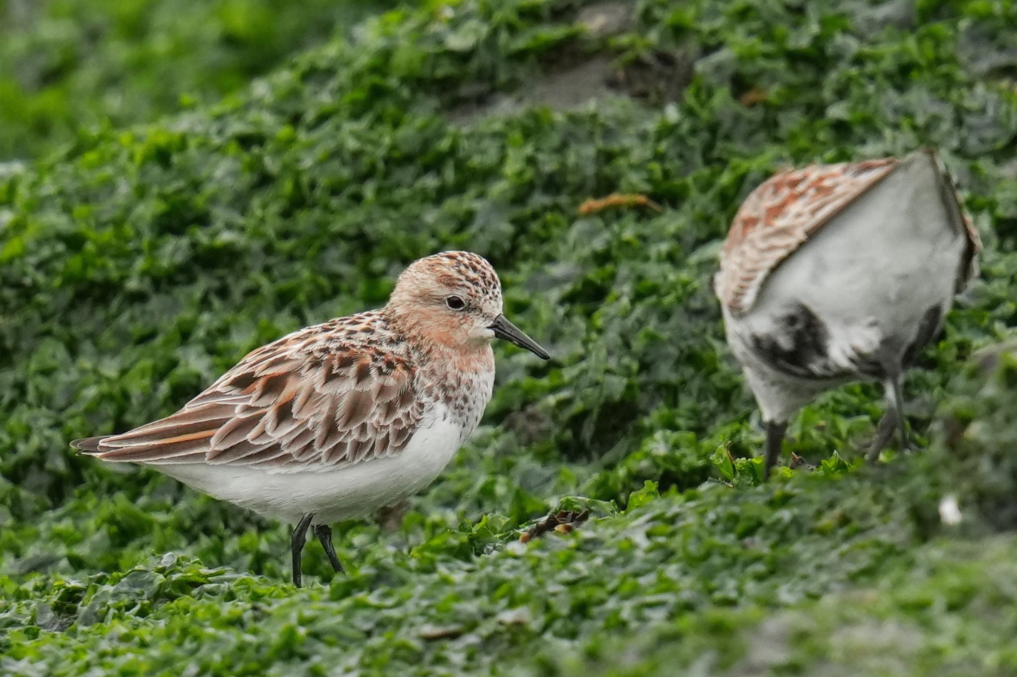 ふなばし三番瀬海浜公園 トウネンの写真