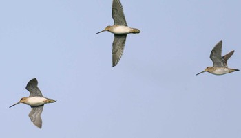 Latham's Snipe 厚別川河畔林 Mon, 5/22/2023