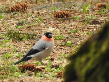 Eurasian Bullfinch 糠平湖 Thu, 5/18/2023