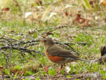 Brown-headed Thrush 糠平湖 Thu, 5/18/2023