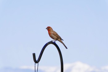 メキシコマシコ Henderson Bird Viewing Preserve 2023年5月9日(火)