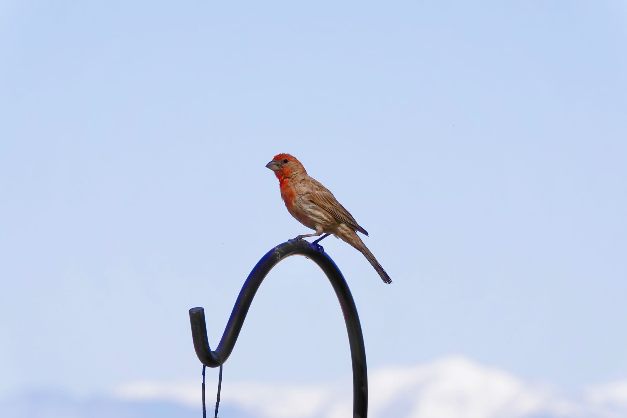 Photo of House Finch at Henderson Bird Viewing Preserve by speedgame