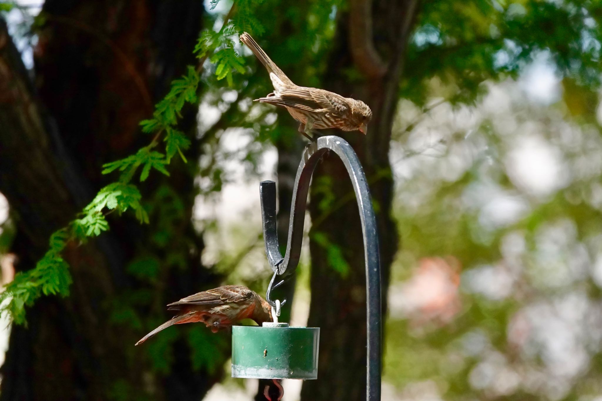 Henderson Bird Viewing Preserve メキシコマシコの写真