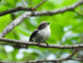 エナガ 東京港野鳥公園 2023年5月25日(木)