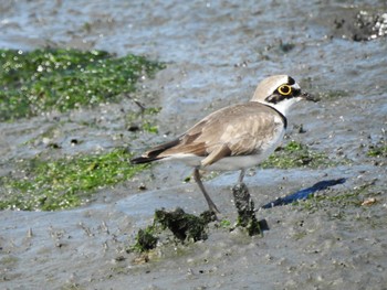 コチドリ 東京港野鳥公園 2023年5月25日(木)