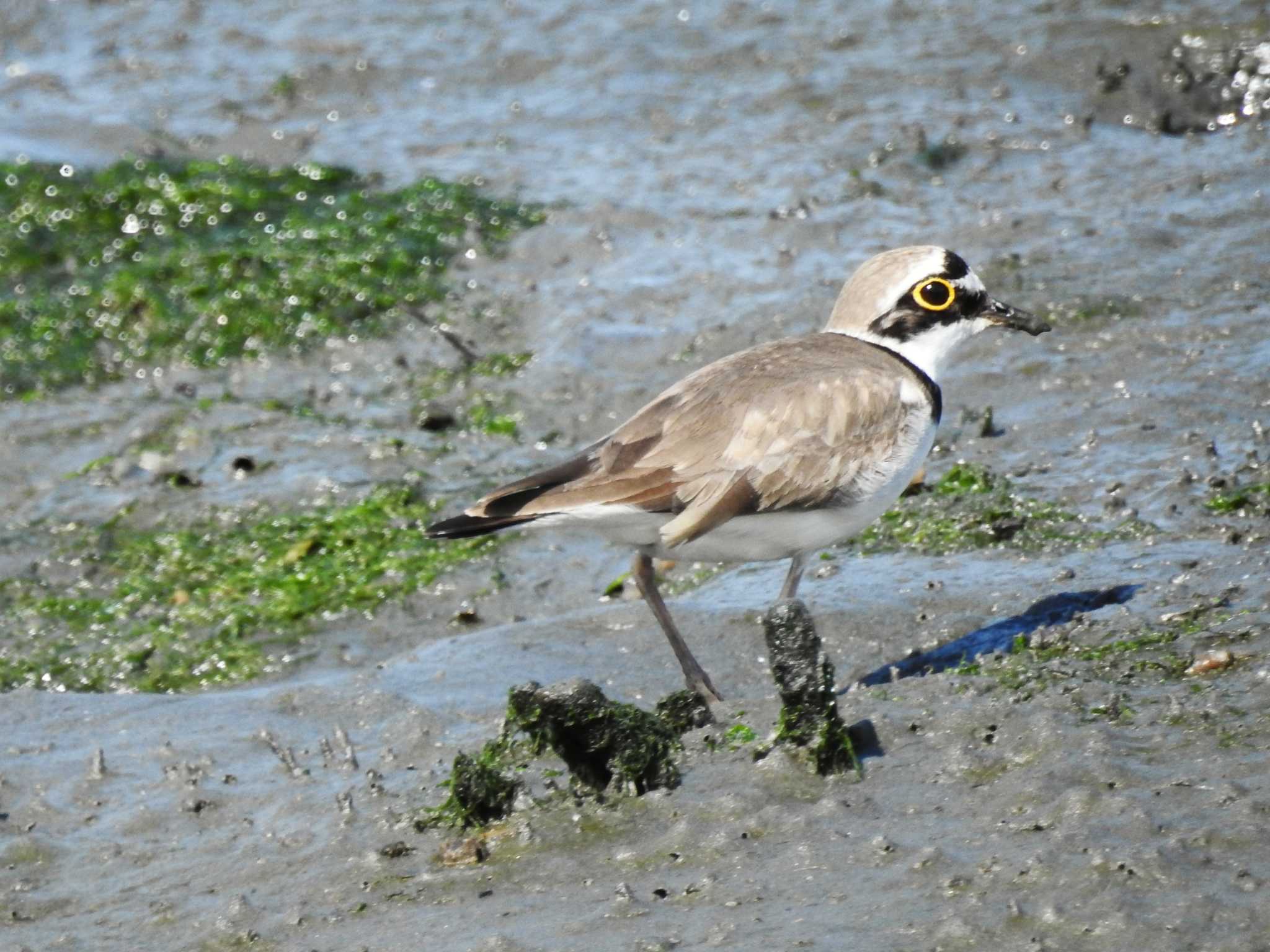 東京港野鳥公園 コチドリの写真