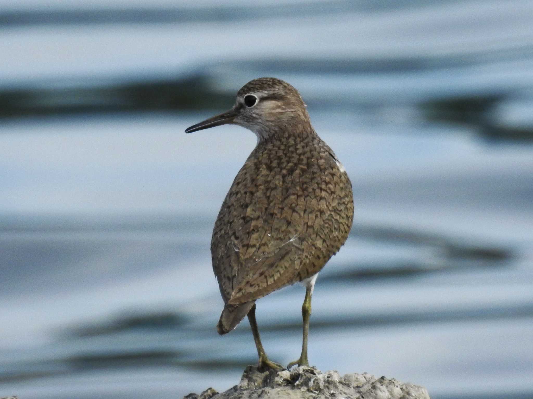 東京港野鳥公園 イソシギの写真 by ウタさんぽ