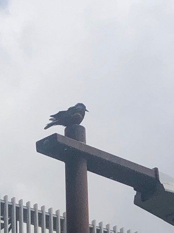 Blue Rock Thrush 堂島川 Fri, 5/26/2023