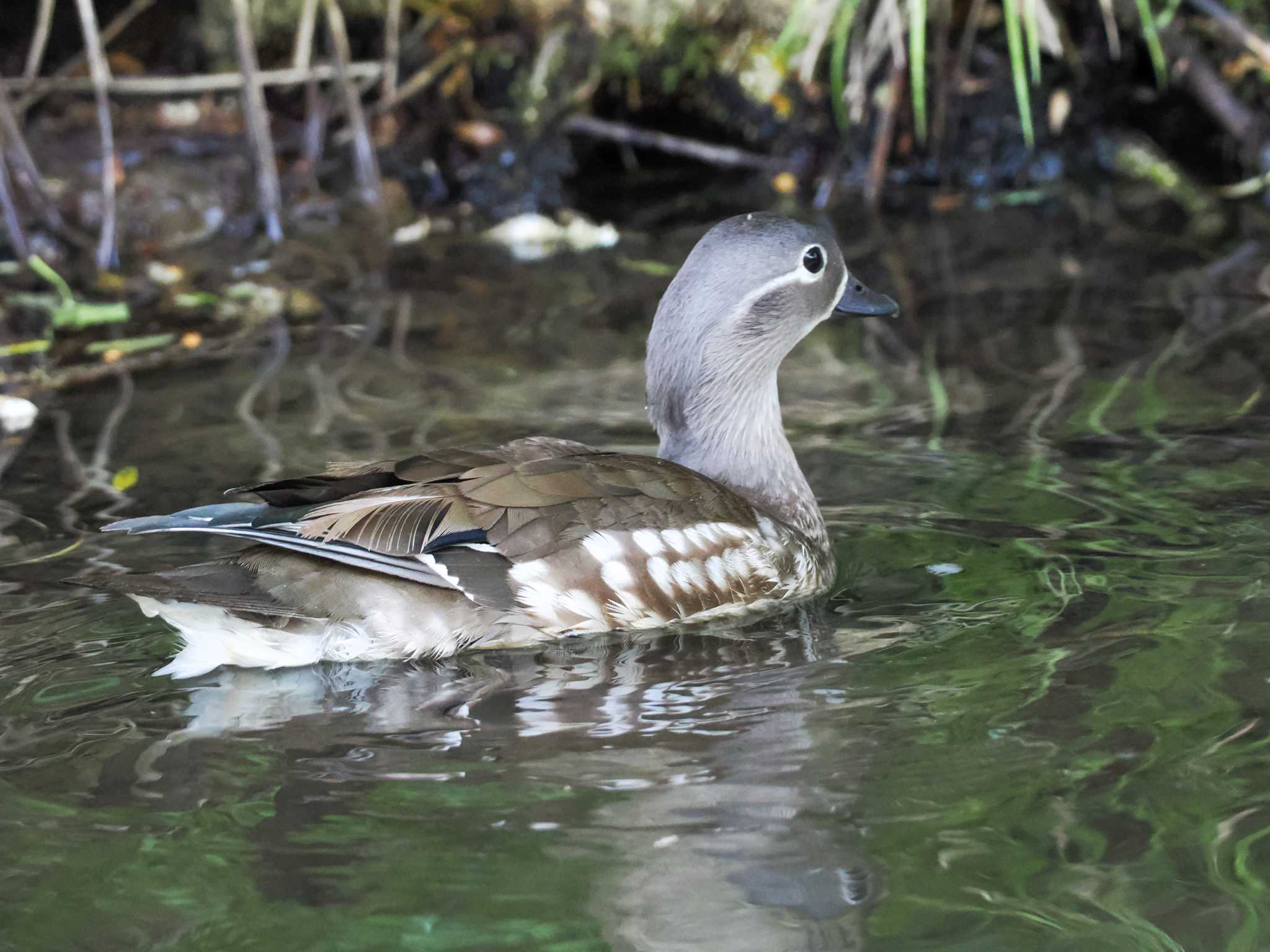 Photo of Mandarin Duck at 福井緑地(札幌市西区) by 98_Ark (98ｱｰｸ)