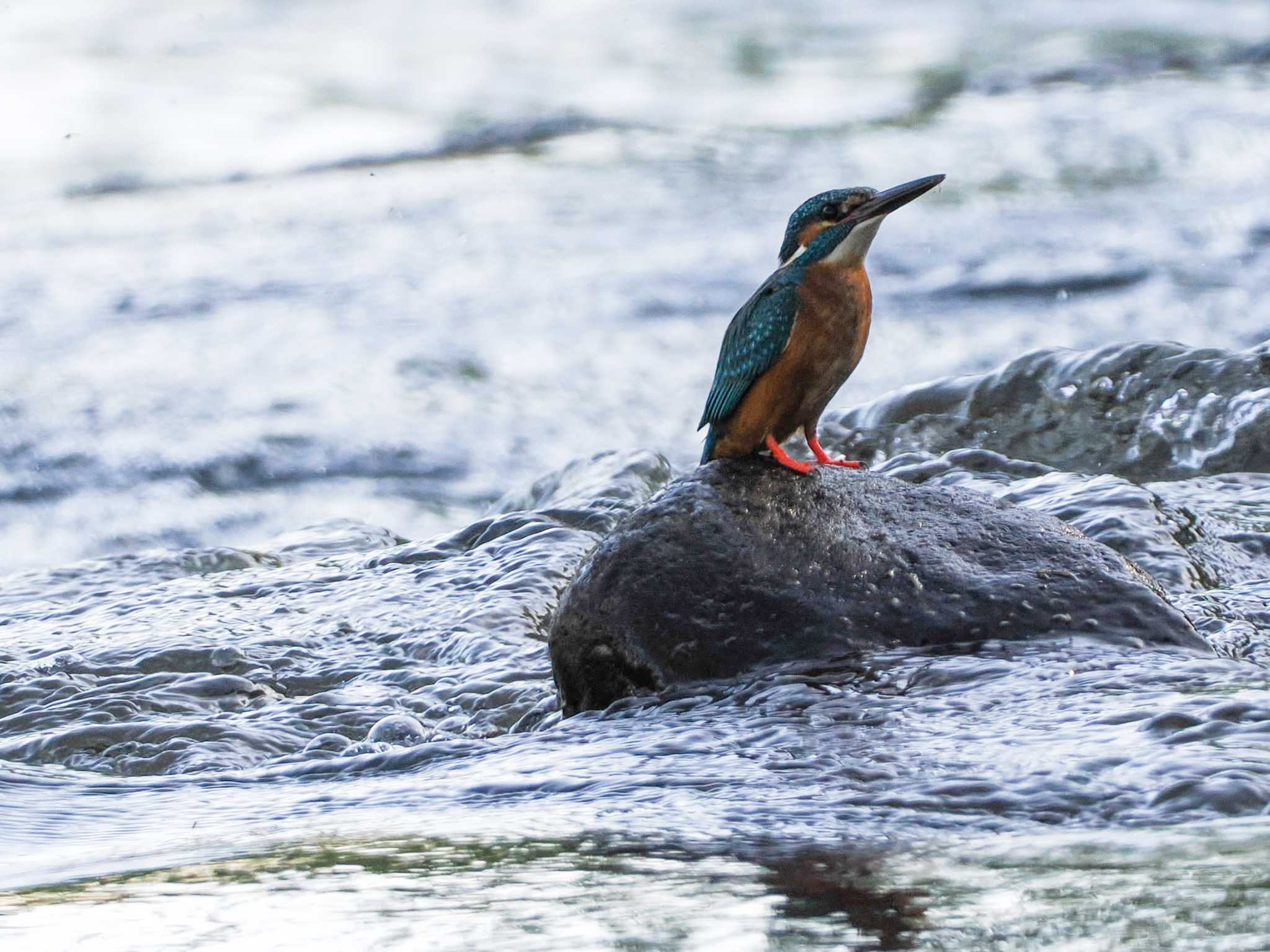 Common Kingfisher