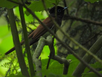 Fri, 5/26/2023 Birding report at 弥彦神社