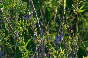 Russet Sparrow 茨戸川緑地 Fri, 5/26/2023