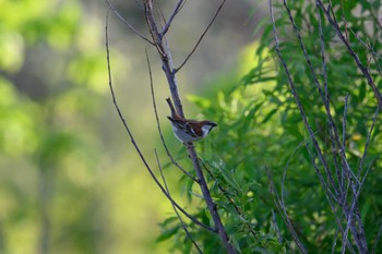 Russet Sparrow 茨戸川緑地 Fri, 5/26/2023