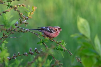 Siberian Long-tailed Rosefinch 茨戸川緑地 Fri, 5/26/2023