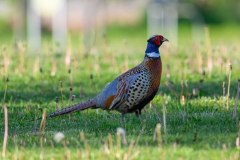 Green Pheasant 茨戸川緑地 Fri, 5/26/2023