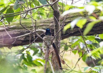 Black Paradise Flycatcher 八王子城跡 Sat, 6/23/2018