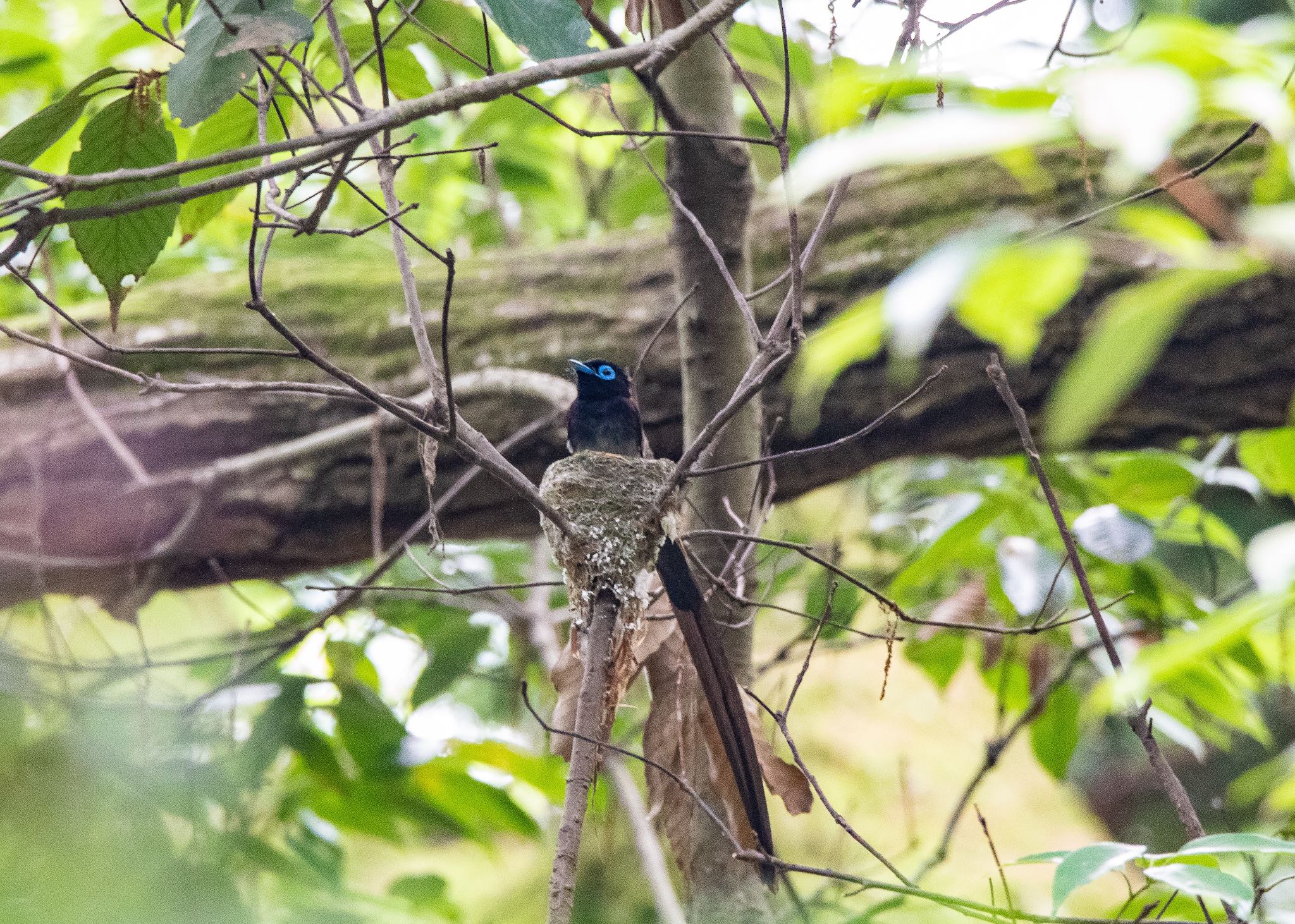 Photo of Black Paradise Flycatcher at 八王子城跡 by しゃちく(週末のすがた)