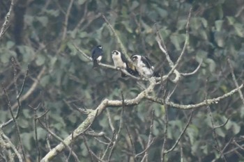 Pied Falconet ベトナム Fri, 5/5/2023