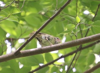 Japanese Bush Warbler 横浜自然観察の森 Sun, 7/8/2018