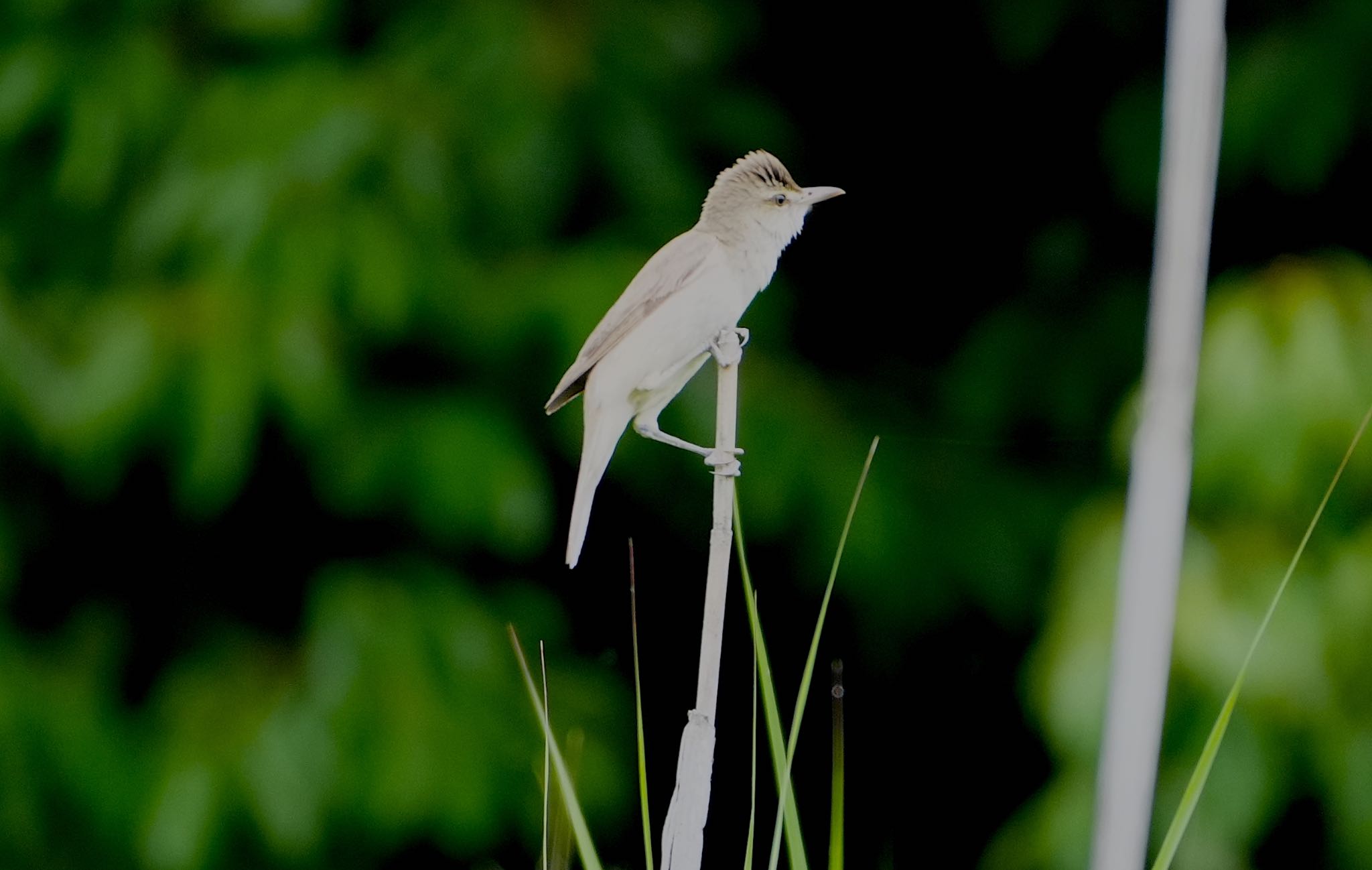 Photo of Oriental Reed Warbler at Oizumi Ryokuchi Park by アルキュオン