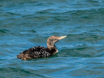 Yellow-billed Loon 茨城県 Wed, 5/24/2023