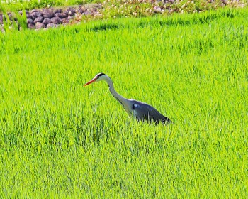 Wed, 5/24/2023 Birding report at 大仙公園