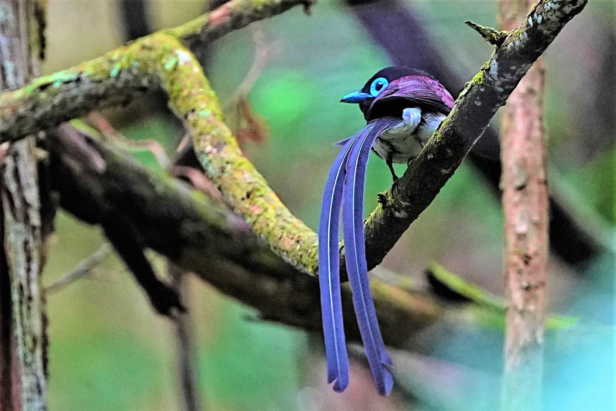 毛呂山 サンコウチョウの写真