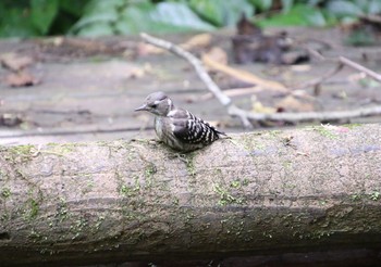 Japanese Pygmy Woodpecker 横浜自然観察の森 Sun, 7/8/2018