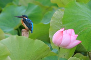 カワセミ 埼玉県 2018年7月8日(日)