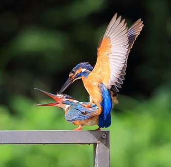 Common Kingfisher 埼玉県 Sun, 7/8/2018