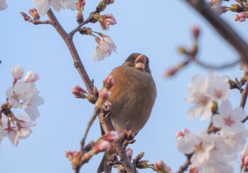 カワラヒワ 帷子川 2023年3月28日(火)