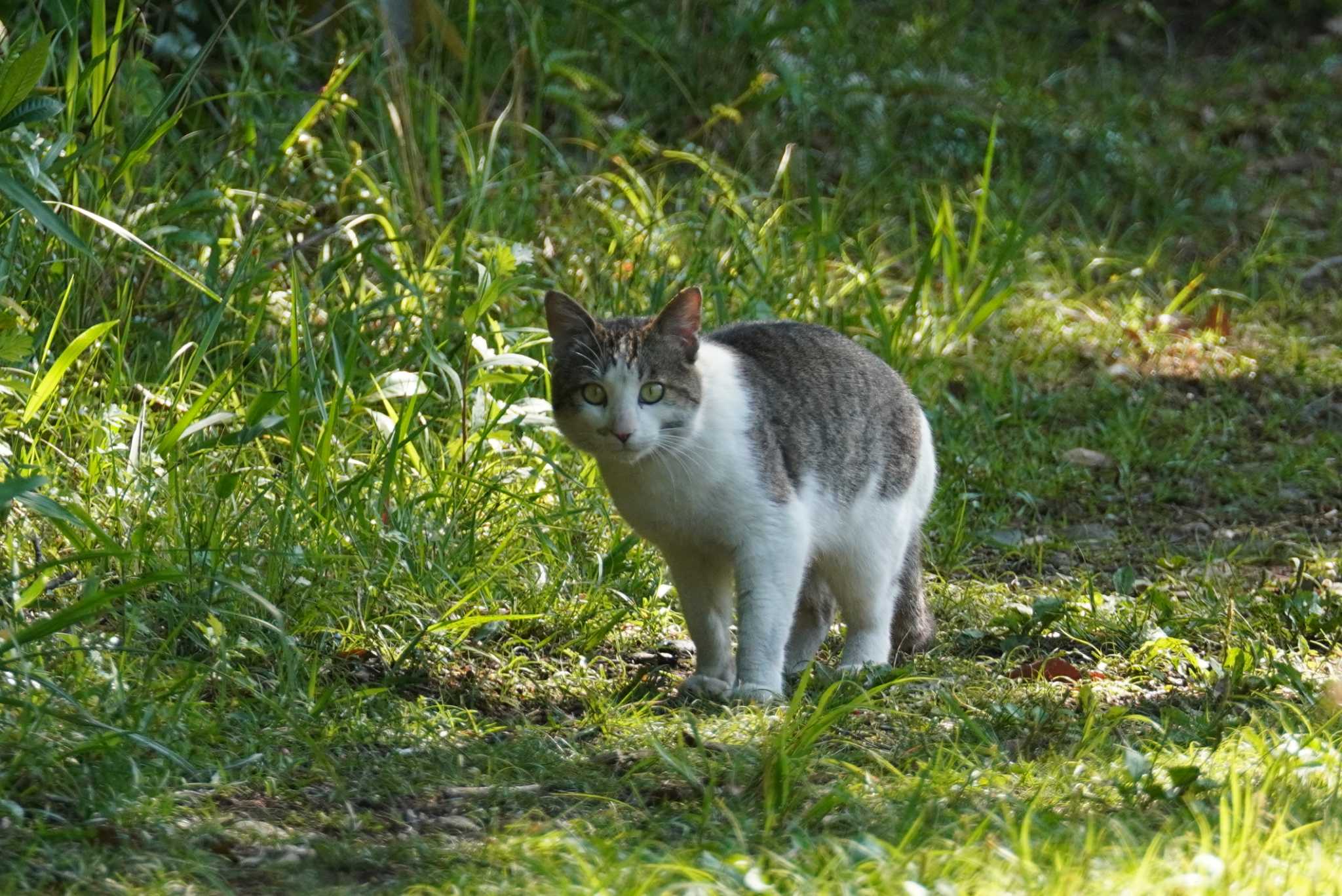 池のぬしみたいなにゃんこ(笑)