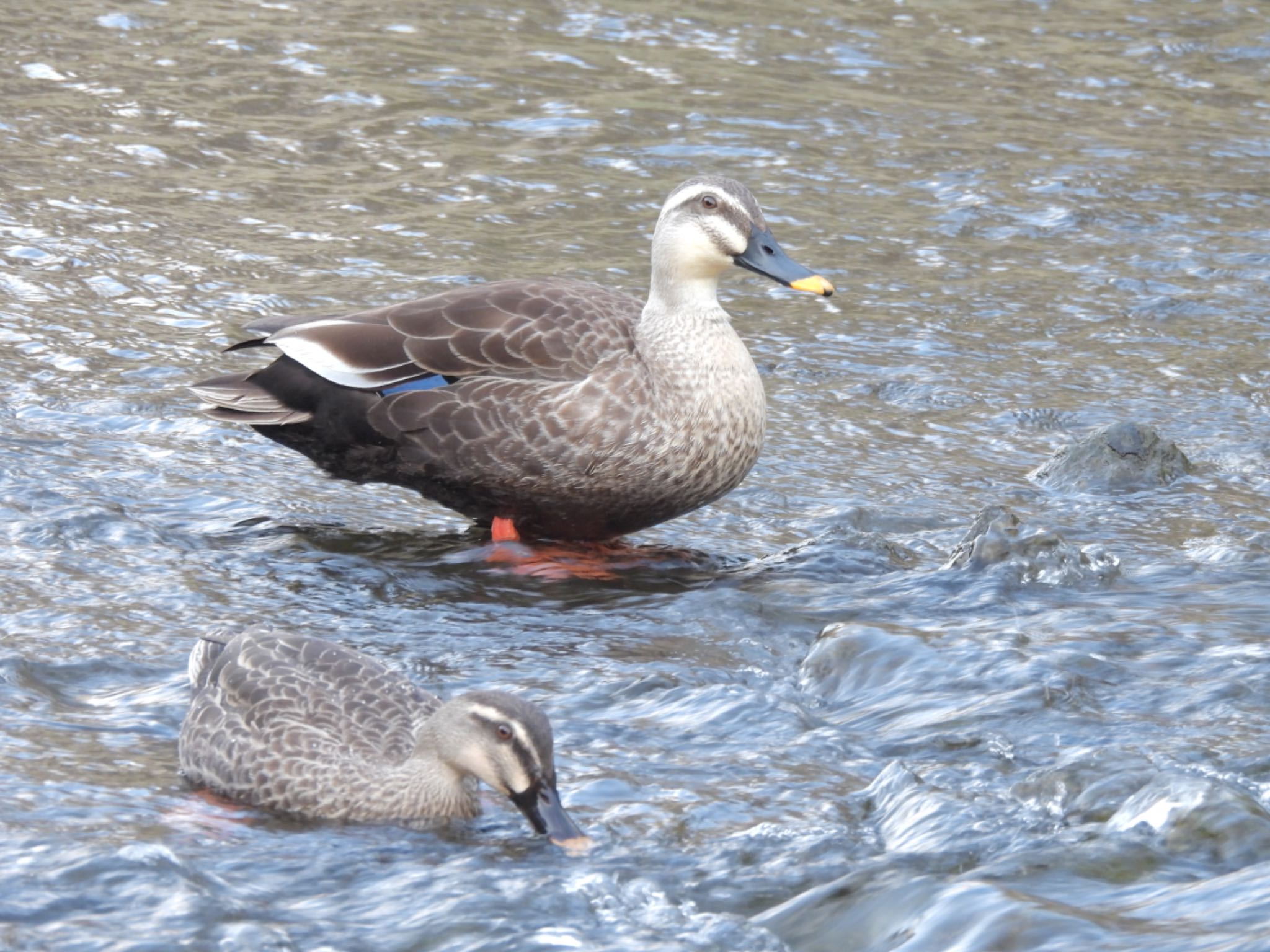 大岡川 カルガモの写真