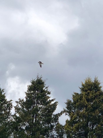 Grey-headed Lapwing 白河市 Wed, 5/24/2023